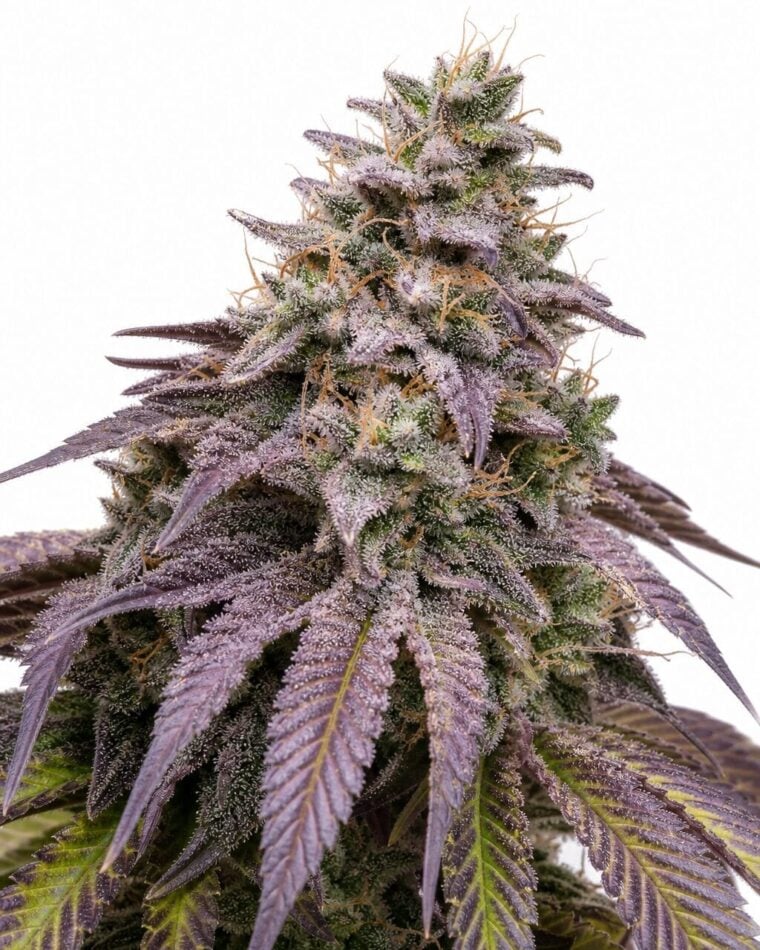 Blueberry Muffin TRIPLOID by Seed City Bulk Cannabis Seeds plant image