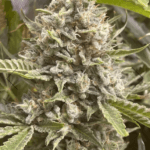 Boudica Seeds Grapefruit Funk cannabis plant image 1