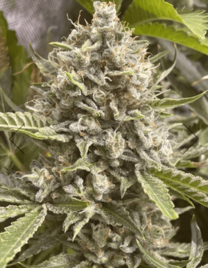 Grapefruit Funk