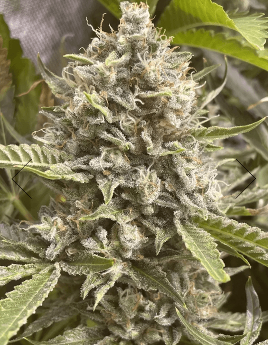 Boudica Seeds Grapefruit Funk cannabis plant image 1