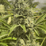 Boudica Seeds Grapefruit Funk cannabis plant image 2