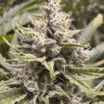 Boudica Seeds Grapefruit Funk cannabis plant image 3
