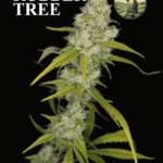 Boudica Seeds Rubber Tree cannabis plant image 1