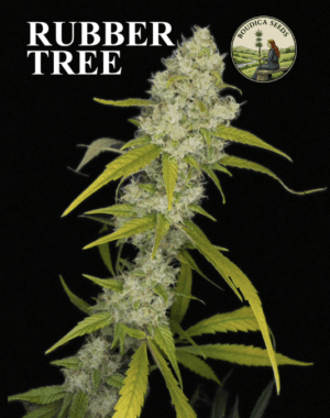 Rubber Tree