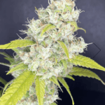Boudica Seeds Rubber Tree cannabis plant image 2