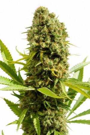 Bruce Banner FAST