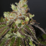 Cali Connection Seeds Californian Dreaming cannabis plant image 2