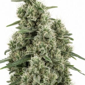 Cannatonic by Seed City Bulk Cannabis Seeds plant image