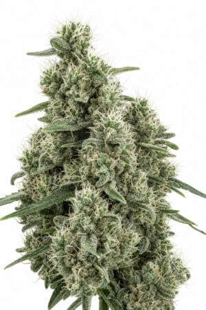 Cannatonic