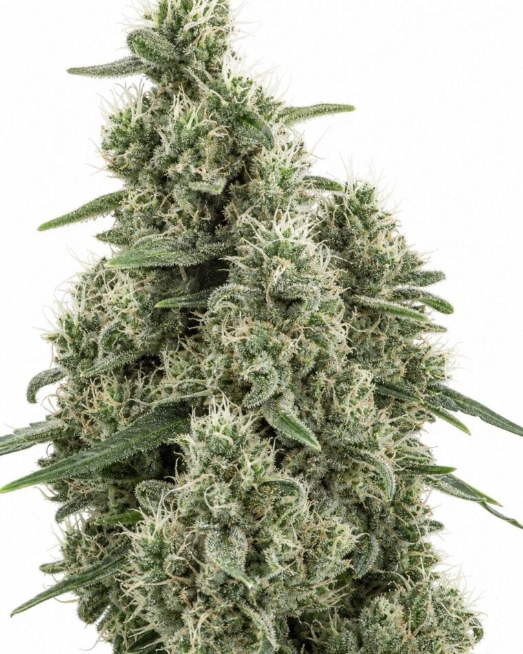Cannatonic by Seed City Bulk Cannabis Seeds plant image
