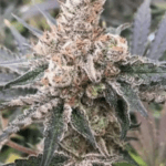 Capulator Seeds Big Chillz cannabis plant image 1