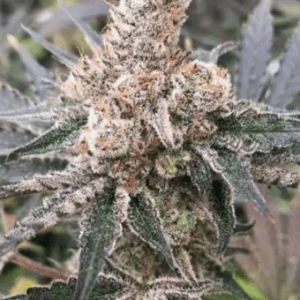 Capulator Seeds Big Chillz cannabis plant image 1