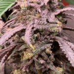 Capulator Seeds Big Chillz cannabis plant image 2