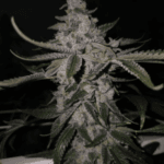 Capulator Seeds Black Pine cannabis plant image 1