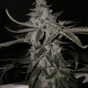 Capulator Seeds Black Pine cannabis plant image 1