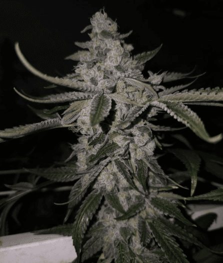 Capulator Seeds Black Pine cannabis plant image 1