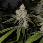 Capulator Seeds Black Pine cannabis plant image 2