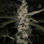 Capulator Seeds Black Pine cannabis plant image 3