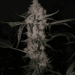 Capulator Seeds Black Pine cannabis plant image 4