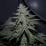 Capulator Seeds Caps Crunch F2 cannabis plant image 1