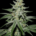 Capulator Seeds Caps Crunch F2 cannabis plant image 2