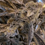 Capulator Seeds Coolio Beans cannabis plant image 1
