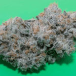 Capulator Seeds Coolio Beans cannabis plant image 2