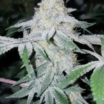 Capulator Seeds Eastside MAC cannabis plant image 1