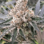 Capulator Seeds Eastside MAC cannabis plant image 2