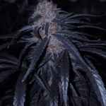 Capulator Seeds Lion Strength S1 cannabis plant image 1