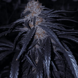 Capulator Seeds Lion Strength S1 cannabis plant image 1