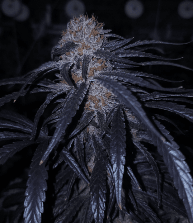 Capulator Seeds Lion Strength S1 cannabis plant image 1