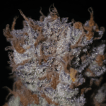 Capulator Seeds Lion Strength S1 cannabis plant image 2