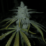 Capulator Seeds Lions Tooth cannabis plant image 1