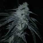 Capulator Seeds Lions Tooth cannabis plant image 2