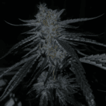 Capulator Seeds Lions Tooth cannabis plant image 3