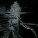 Capulator Seeds Lions Tooth cannabis plant image 4
