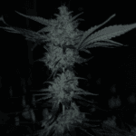 Capulator Seeds Lions Tooth cannabis plant image 5