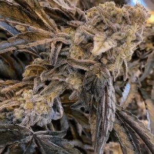 Capulator Seeds MAC cannabis plant image 1