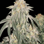 Capulator Seeds Milk of Macnesia – MOM cannabis plant image 1