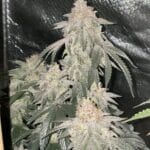 Capulator Seeds Milk of Macnesia – MOM cannabis plant image 2