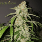 Capulator Seeds Miracle Grow cannabis plant image 1