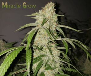 Miracle Grow