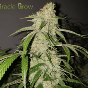 Capulator Seeds Miracle Grow cannabis plant image 1