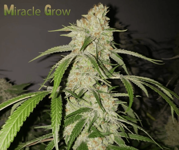 Capulator Seeds Miracle Grow cannabis plant image 1