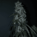 Capulator Seeds Miracle Grow cannabis plant image 2