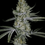 Capulator Seeds Terpulator cannabis plant image 1