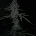 Capulator Seeds Terpulator cannabis plant image 2
