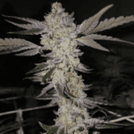 Capulator Seeds Vanta Black cannabis plant image 1