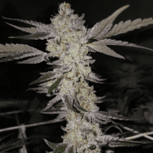 Capulator Seeds Vanta Black cannabis plant image 1